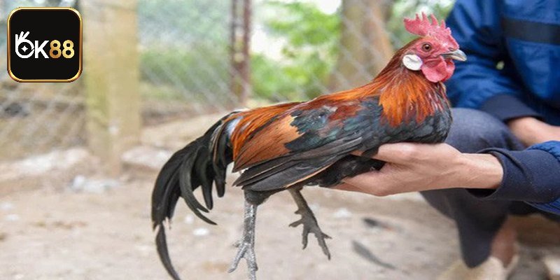 Vài nét về kỹ thuật nuôi gà rừng